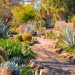 Inexpensive Desert Landscaping Ideas Pictures 31