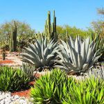 Desert Landscaping Ideas Pictures 