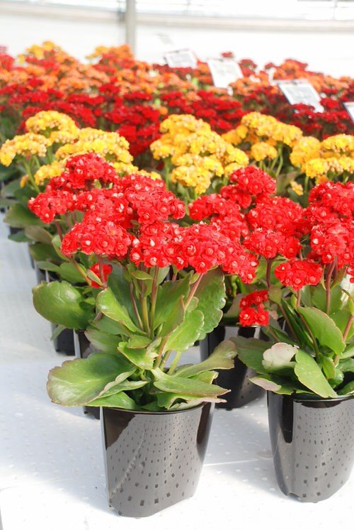How to Make Kalanchoe Flower