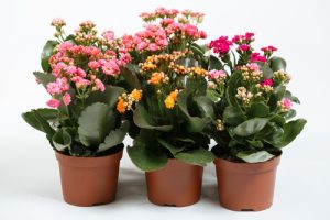 5 Kalanchoe Plant Care Tricks to Make it Bloom More Often