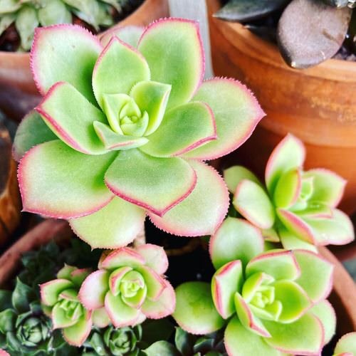 Succulents that Look Like Roses 8