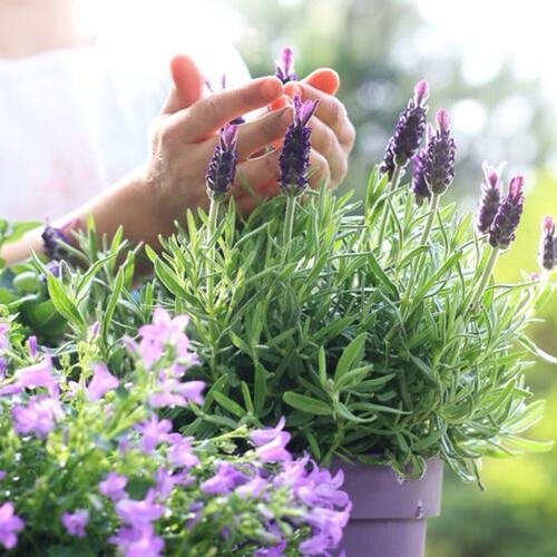  Herbs That Keep Mosquitoes Away 4