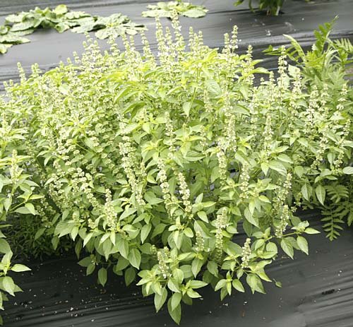  Herbs That Keep Mosquitoes Away 2