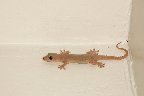 How to Get Rid of Lizards from Home and Garden