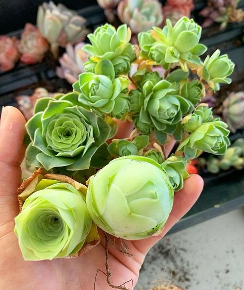 Succulents that Look Like Roses 8