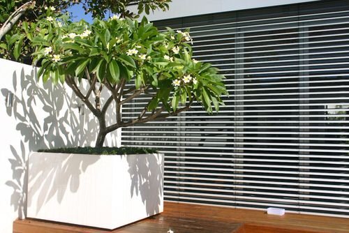 Ways to Increase Curb Appeal Using Plants 7