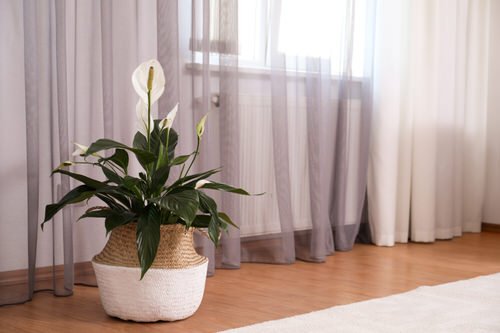 Houseplants That Remove Carbon Monoxide