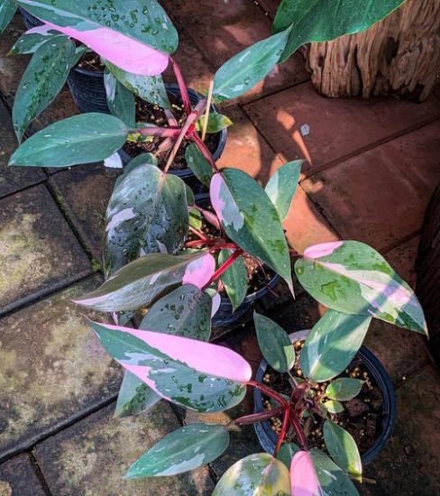 Plants with Pink and Green Leaves