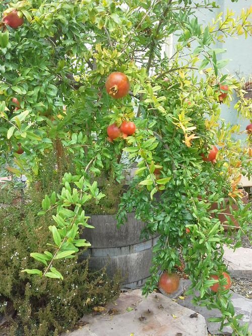 Growing Pomegranates in Containers
