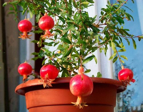 How to Grow Pomegranate Tree in Pot 8