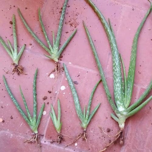 How to Propagate Aloe Vera from Pups 2