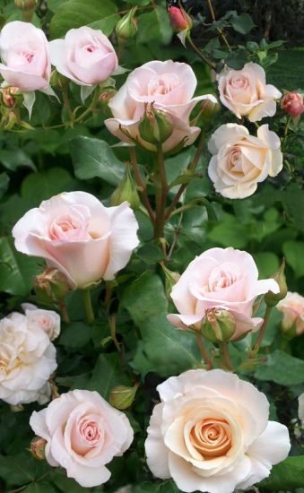 26 Roses that Bloom in Shade | Shade Tolerant Roses