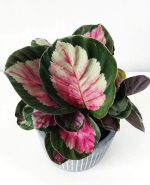 11 Beautiful Plants with Pink and Green Leaves | Balcony Garden Web