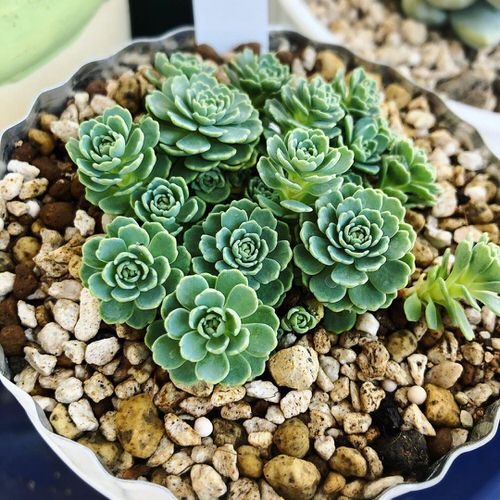 Gorgeous Succulents with a Rose-like Appearance