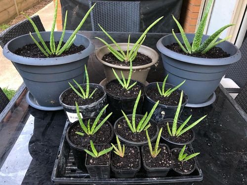 How to Propagate Aloe Vera from Pups 3