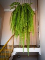 36 Beautiful Indoor Fern Display Pictures for Every Home