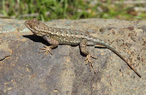 How to Get Rid of Lizards from Home and Garden 29