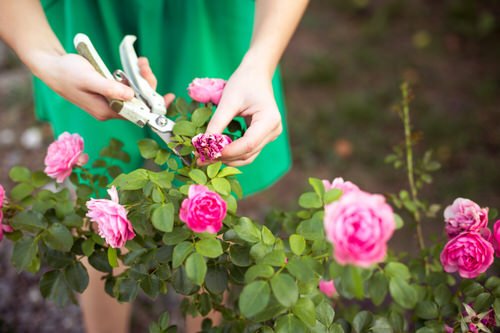 Essential Rose Care Tips Pruning for Shape and Vigor