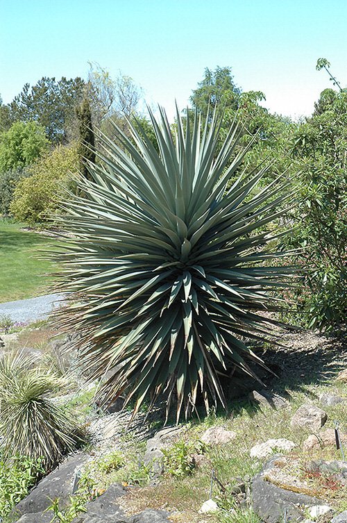 Variety Types of Yucca Plants 1