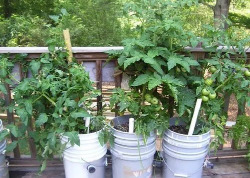 How to Start a Budget Vegetable Garden in $10 2