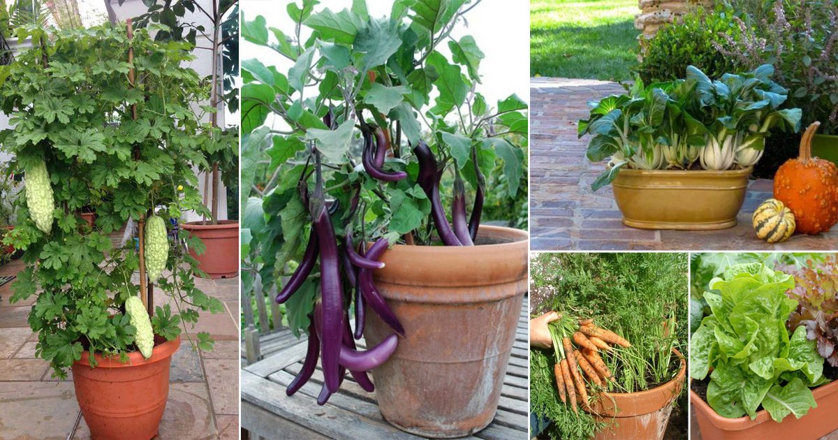 You can grow winter vegetables in containers