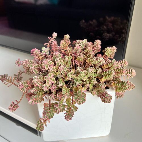 24 Most Beautiful Roseum Succulents You Can Grow! 2