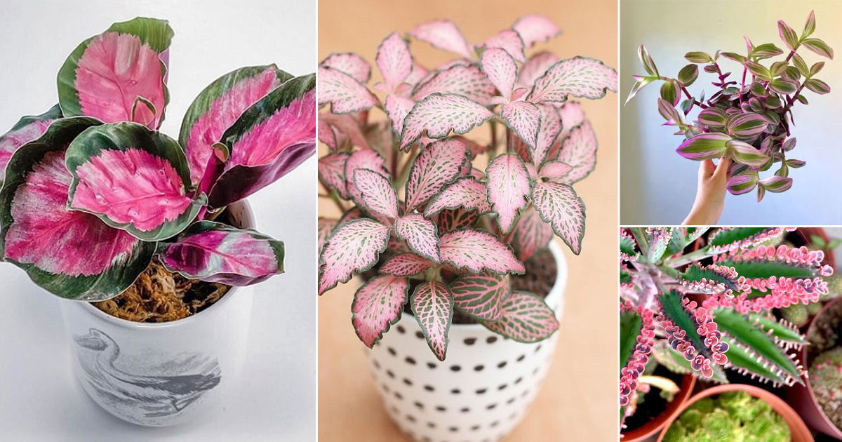 42 Pretty Pink Houseplants 