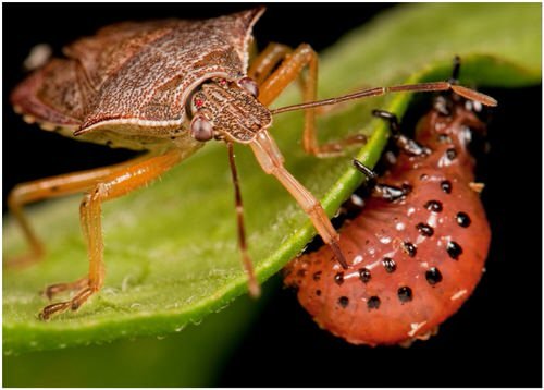 How to Get Rid of Stink Bugs from Home and Garden 4