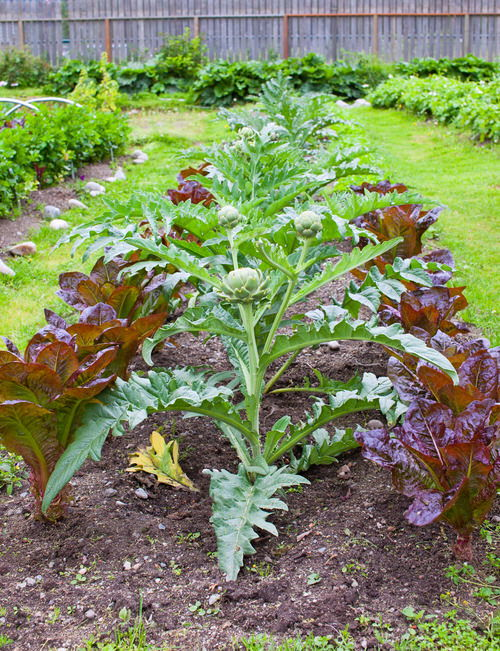 Best Mini Vegetables to Grow in garden 