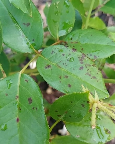 Black Spots on Roses: Common Reasons and Solutions | Balcony Garden Web