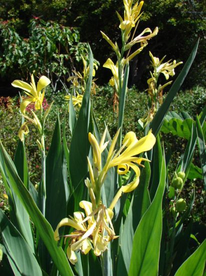 30 Best Types of Canna Lily Varieties | Balcony Garden Web