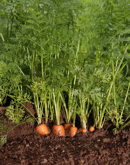 Carrot Vegetative Growth Stages 