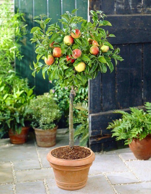 Growing Apple Trees in Pots 2