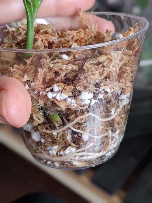 Most Common Mistakes While Propagating Plants from Cuttings 4