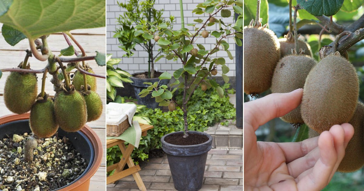 How to Grow Kiwifruit