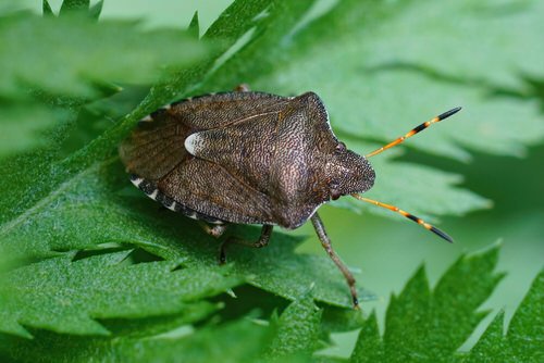 How to Get Rid of Stink Bugs from Home and Garden