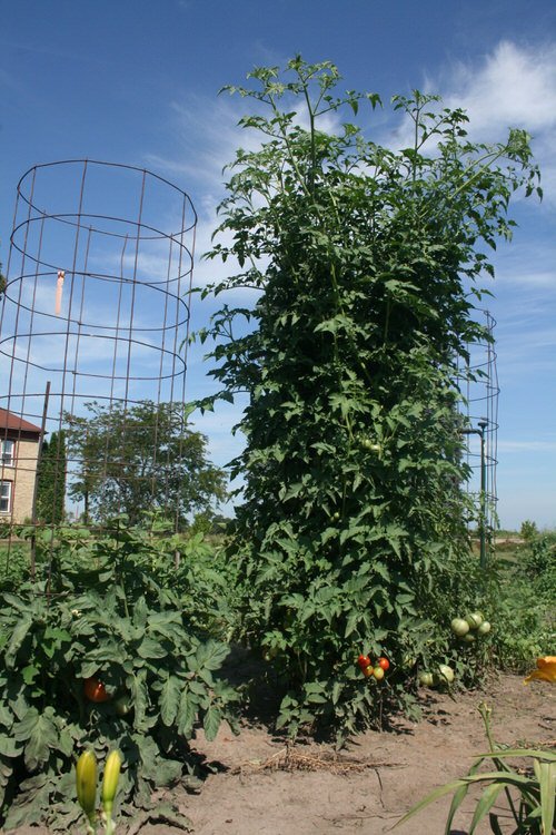 How to Grow Tomato As a Tree 2