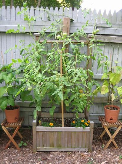 How to Grow Tomato As a Tree | Growing a Giant Tomato Plant