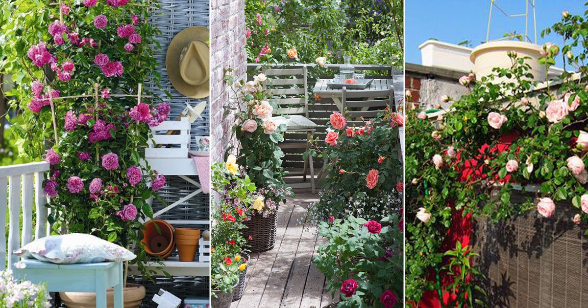 Small Rose Garden | Growing Roses In Containers (Balcony, Patio, And  Terrace)