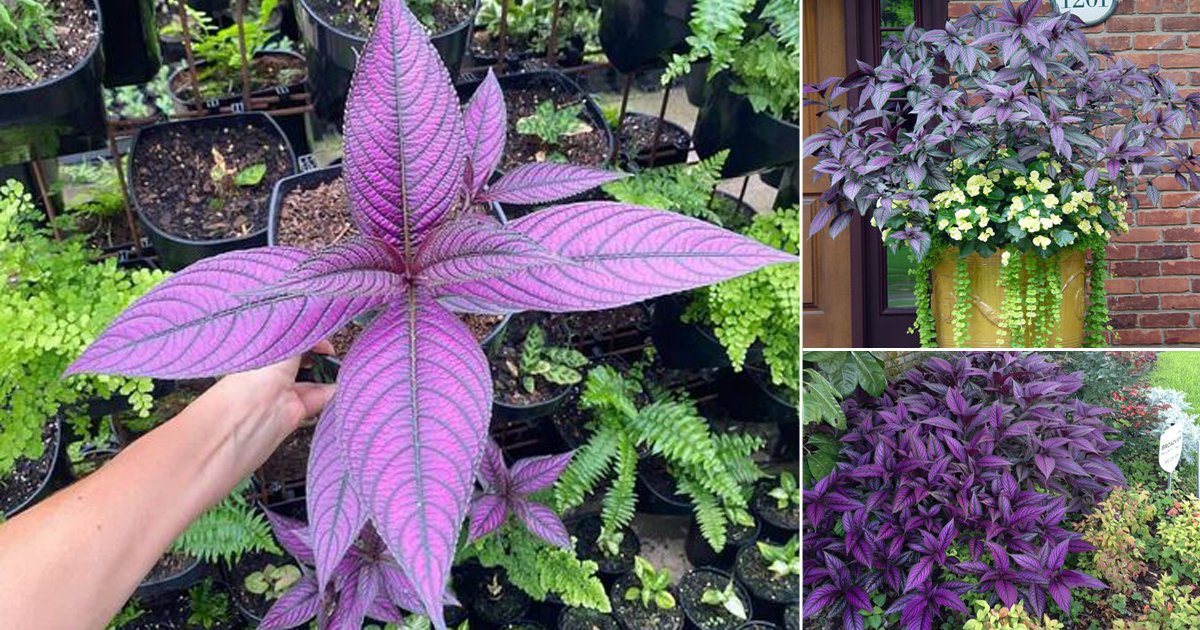 How to Grow Persian Shield | StroƄilanthes Dyerianus Care Indoors