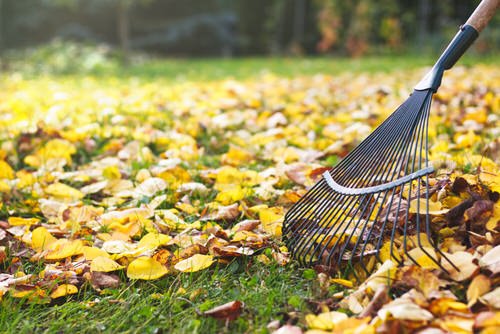 How to Make Leaf Mold from Fallen Leaves