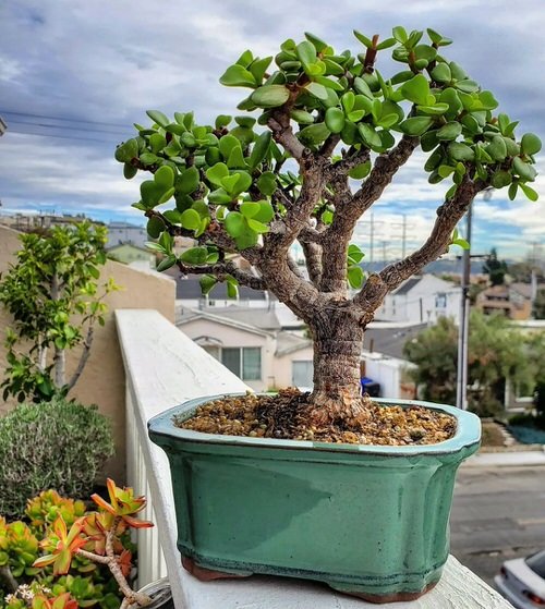 How to Grow a Jade Plant into a Tree 2