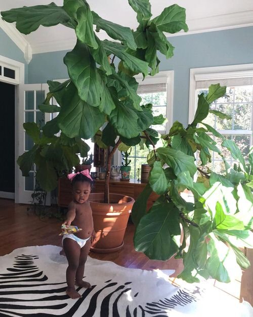 Little Girl and a Fig Tree Growing Together 2