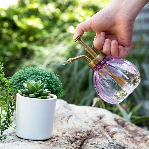 Succulent Growing Mistakes Every New Gardener Does 7