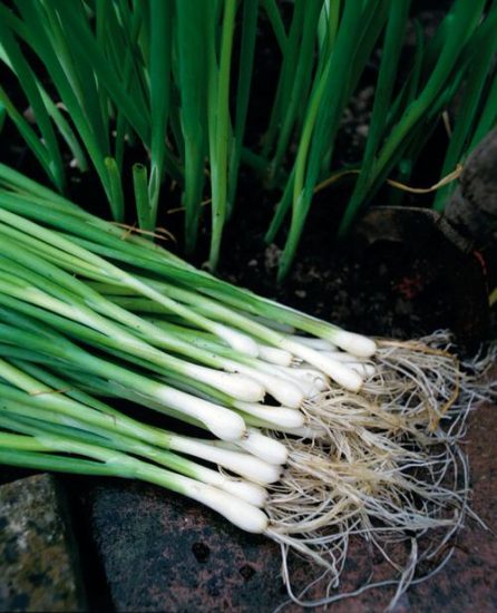 15 Root Vegetables with Edible Greens | Balcony Garden Web