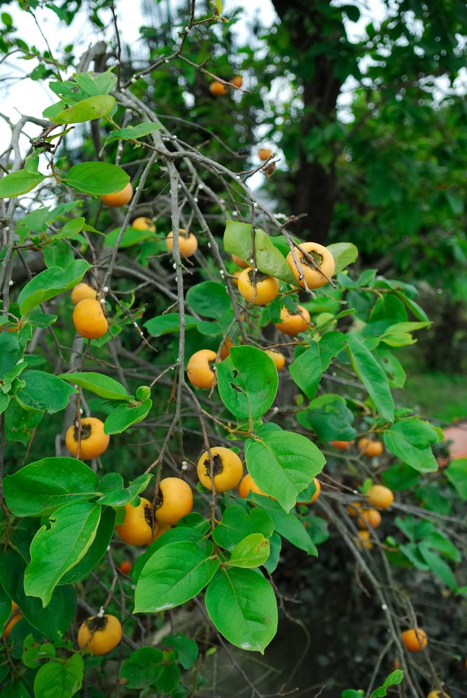How to Grow Persimmon 2