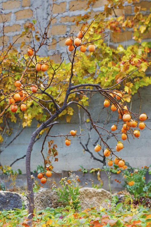 How to Grow Persimmon