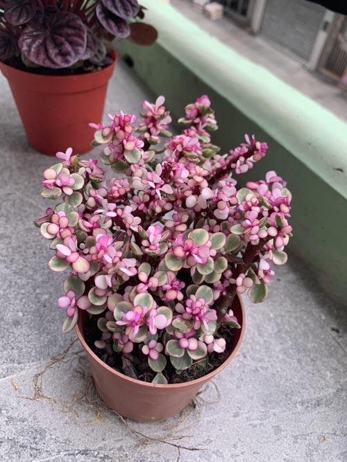 17+ Pink Variegated Plant
