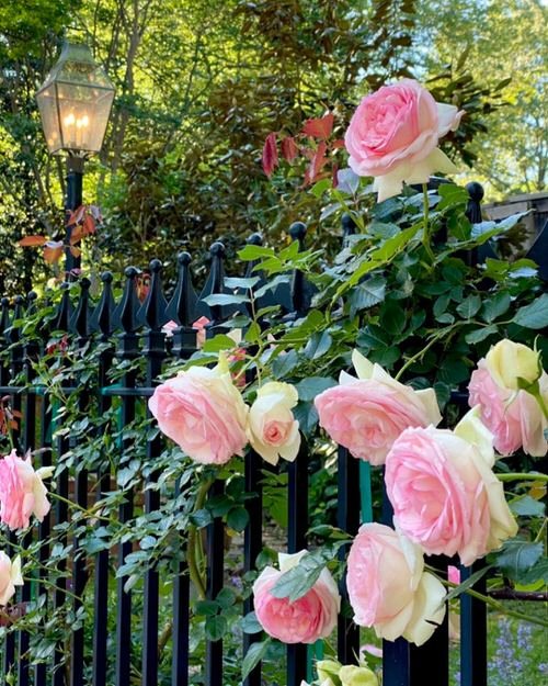 How to Prune Roses Like Master Gardeners 2