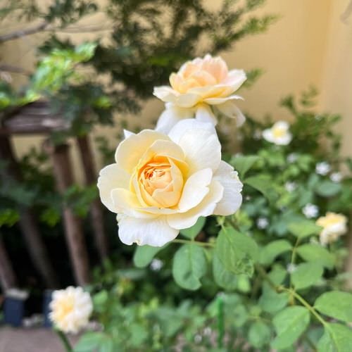 How to Prune Roses Like Master Gardeners 3